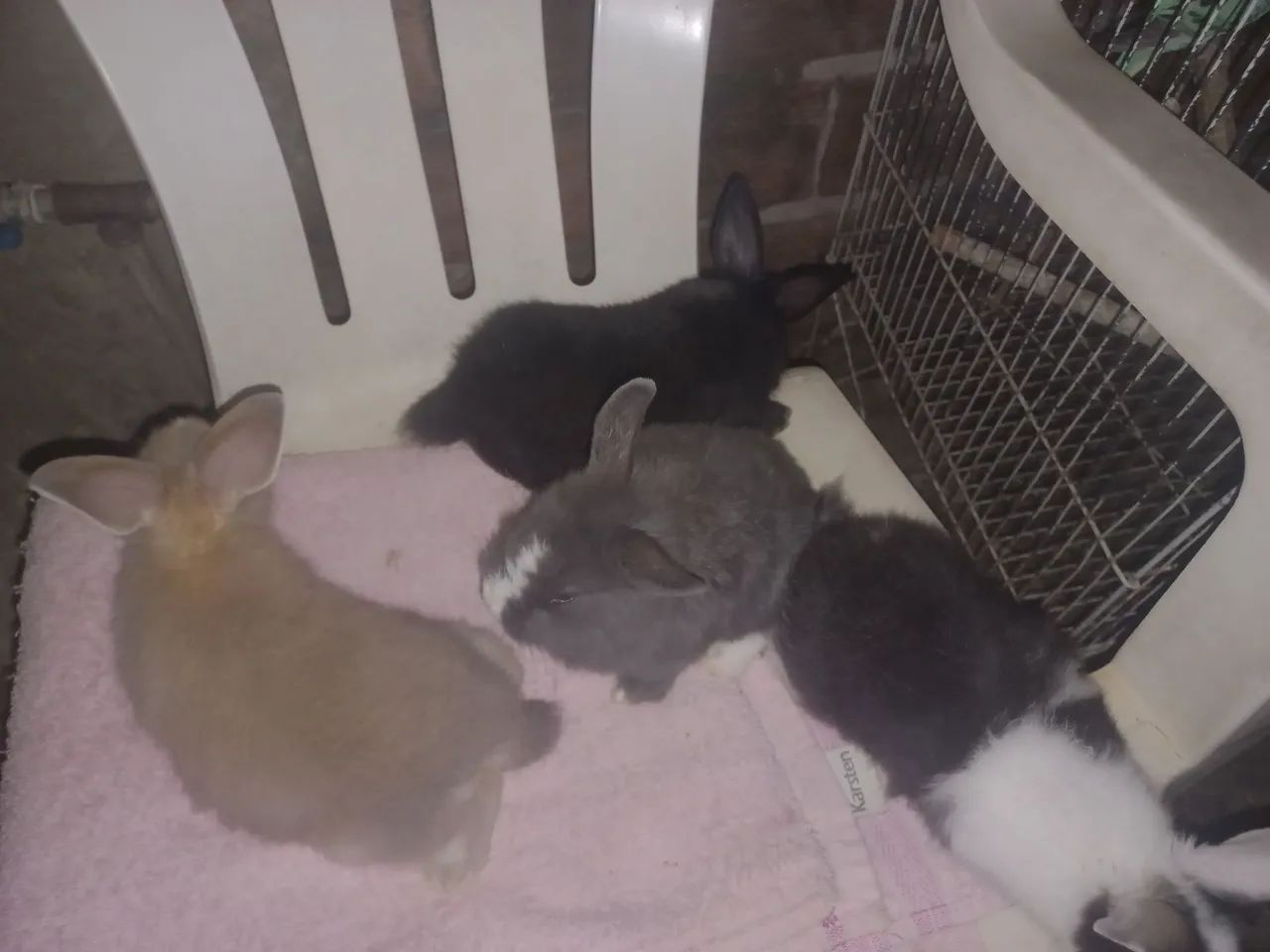 Vendo filhote de coelho  - Foto 5