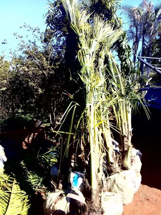 Coco anão 620 reais - Foto 4