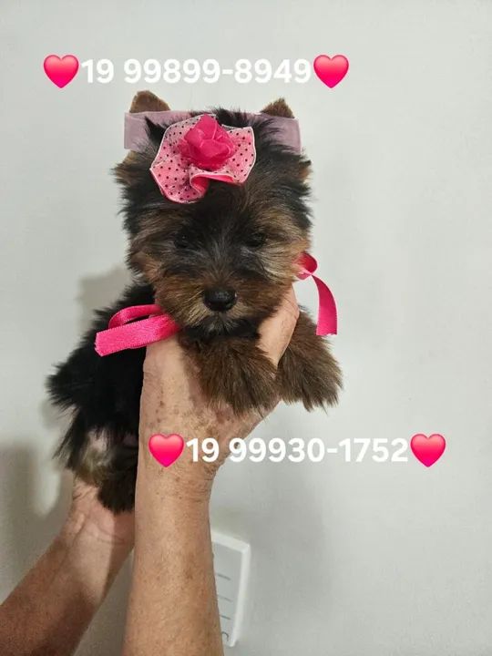 Pequeninas filhotes de Yorkshire Terrier !