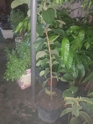 Muda enxertada Goiaba Tailandesa vermelha  - Foto 3