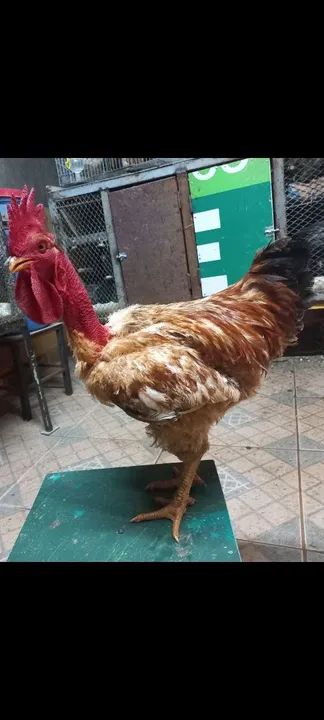 TERNO DE LABEL ROUGE ADULTO