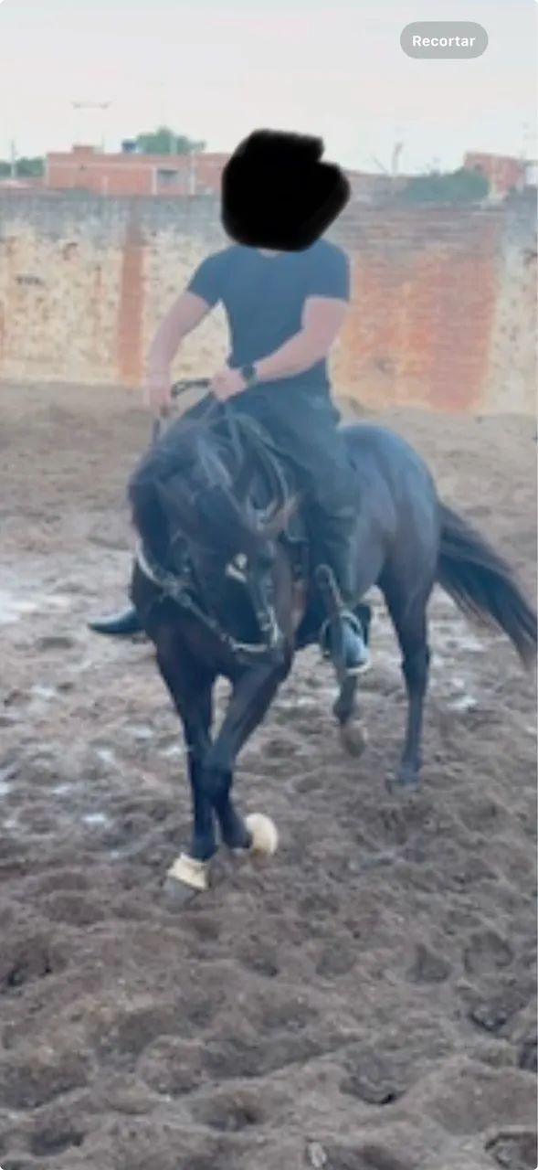 Cavalo potro quarto de milha vaquejada - Foto 3