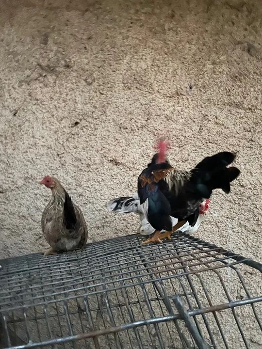 Galize pescoço pelado e tenho as galinhas nakasaki 