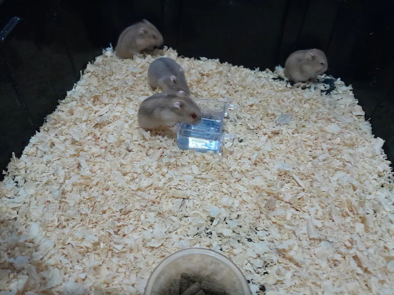 Filhotes de hamster anão russo. - Foto 3