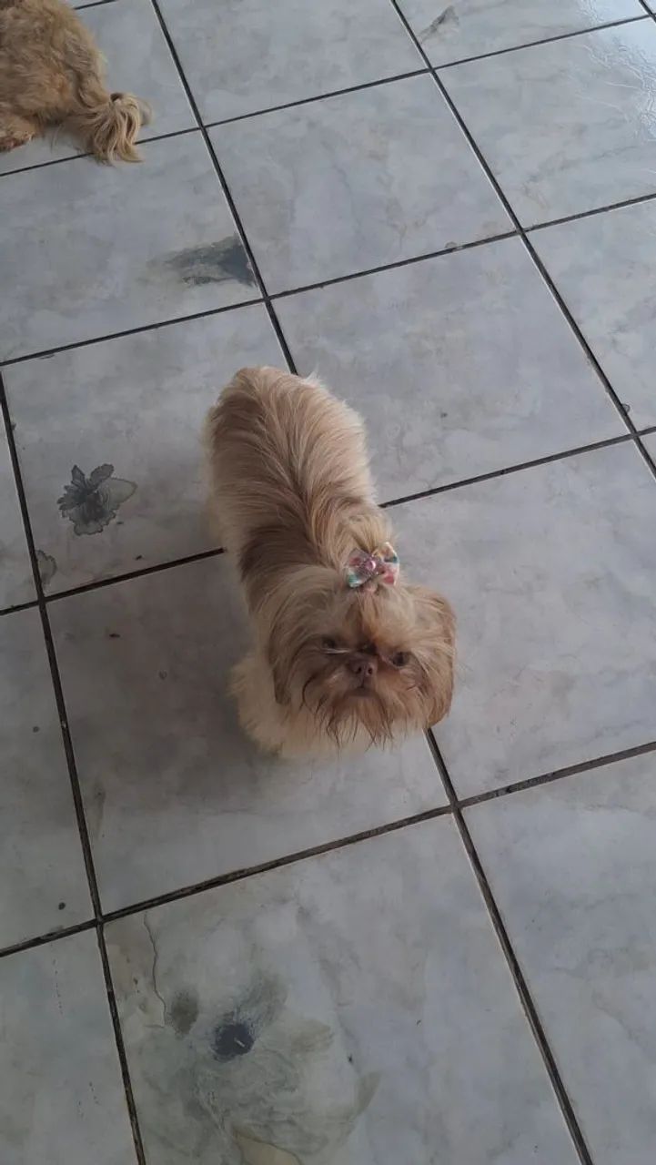BELÍSSIMA FÊMEA SHIH TZU (LIMEIRA/SP) - Foto 4
