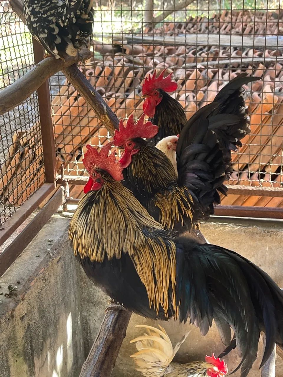 ? Galinhas e Galos Garnizé Nagasaki à Venda! ? - Foto 3