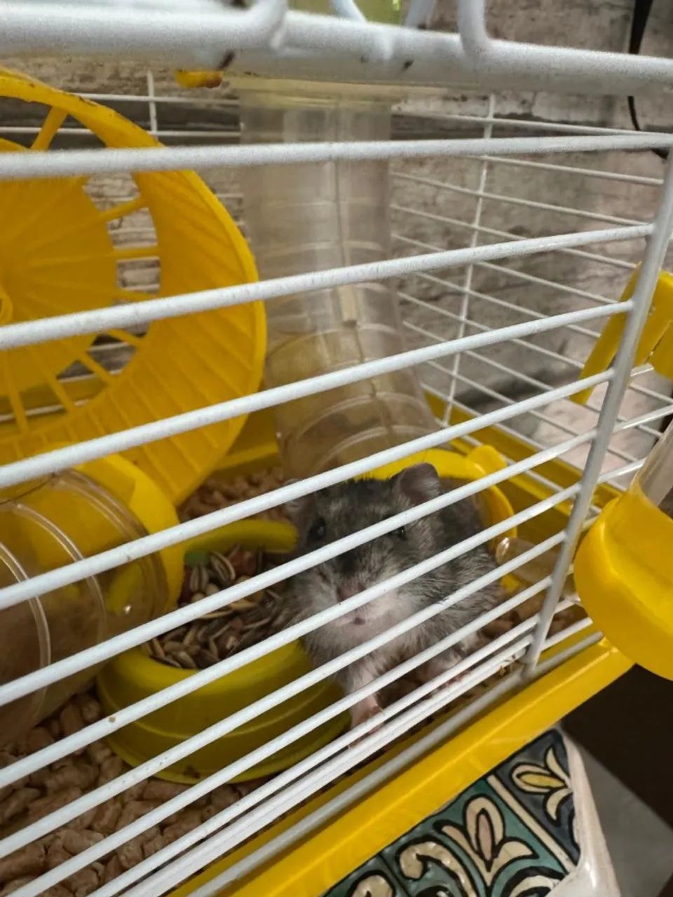 Hamster Anão Filhote - Foto 3