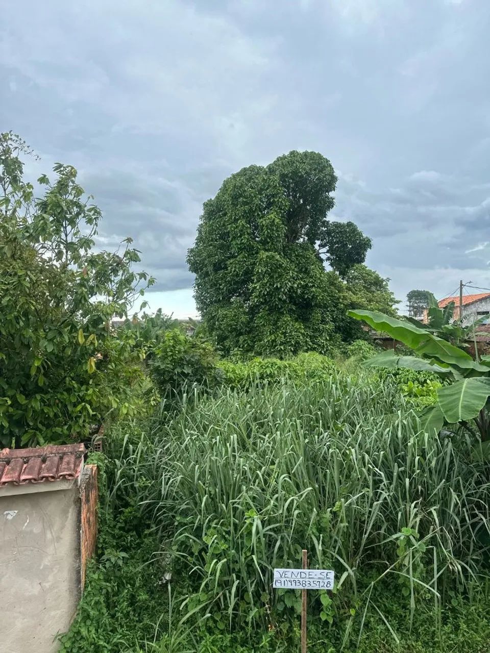 Foto - Belém - Cremação