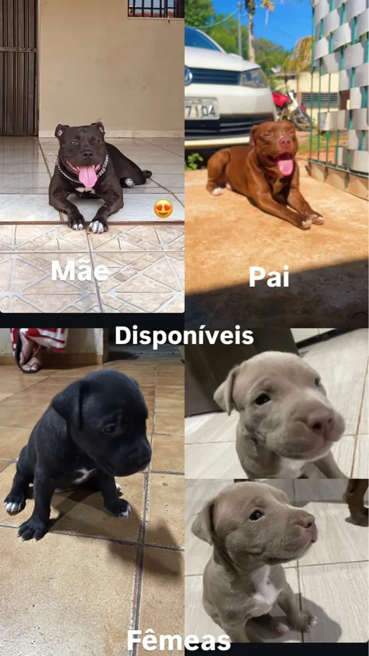 Filhotes Pitbull Disponíveis - Fêmeas