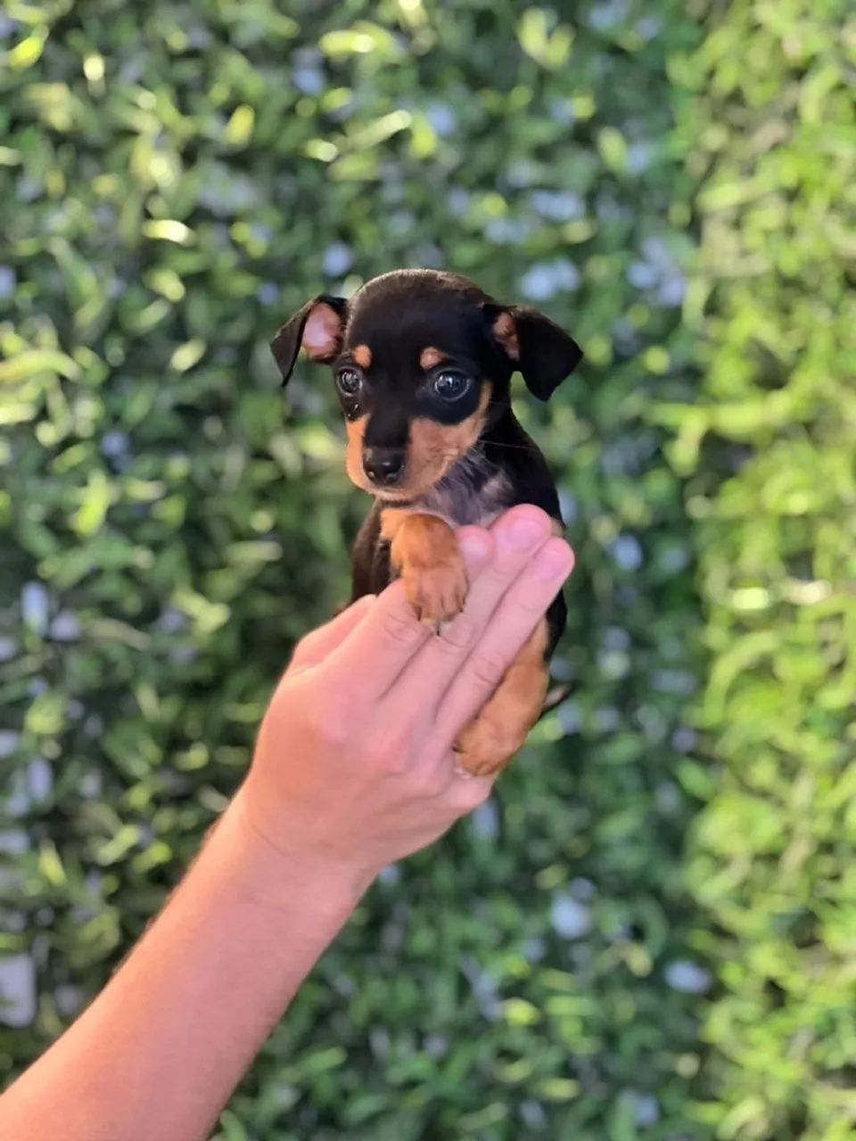 Filhote de Pinscher - Uma fofura!