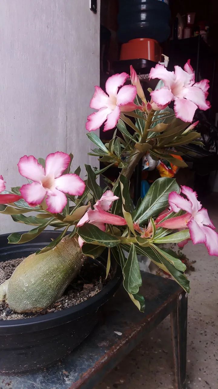 Planta ornamental 