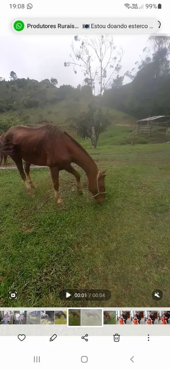 Cavalo criolo - Foto 2