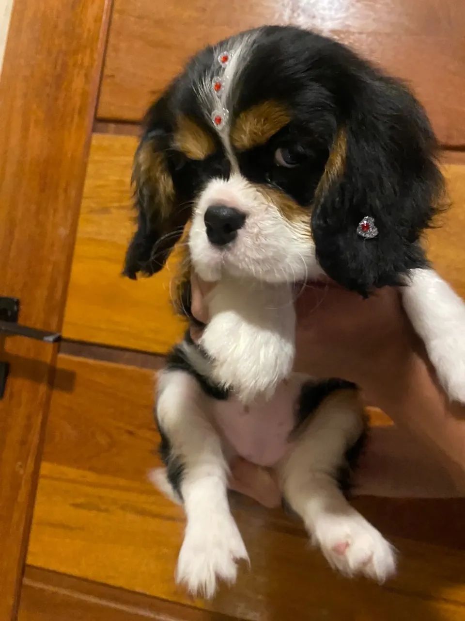 Cavlaier entregamos hoje mesmo  - Foto 3