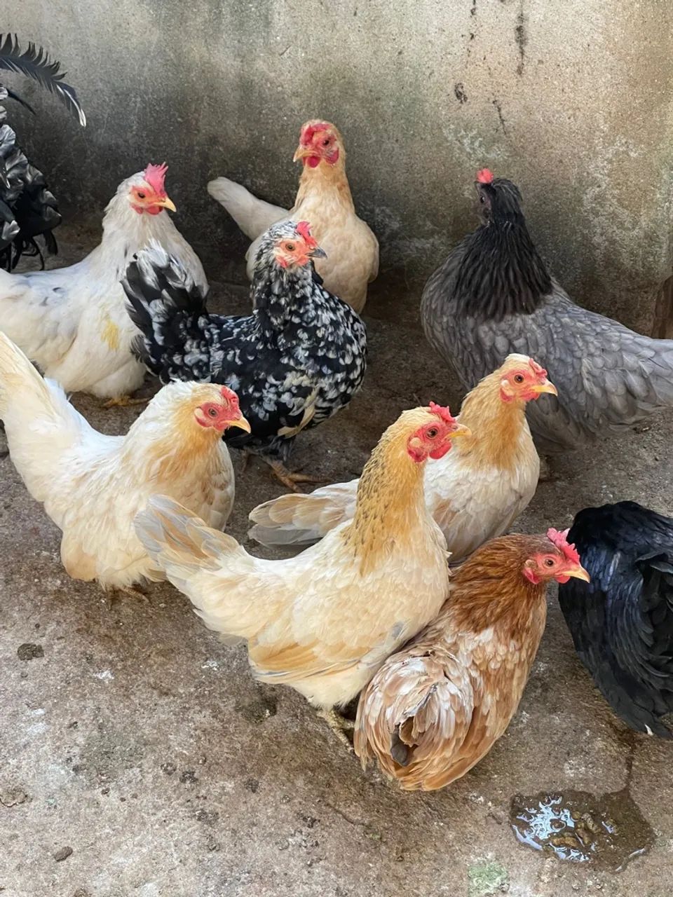 ? Galinhas e Galos Garnizé Nagasaki à Venda! ? - Foto 2