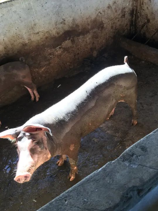 Porcos para venda - Foto 3