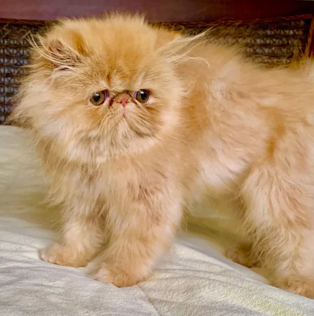 Top Show de Gata Persa Fèmea Filhote Red pelo Longos Extremadissima 84/Dias Super Linda.