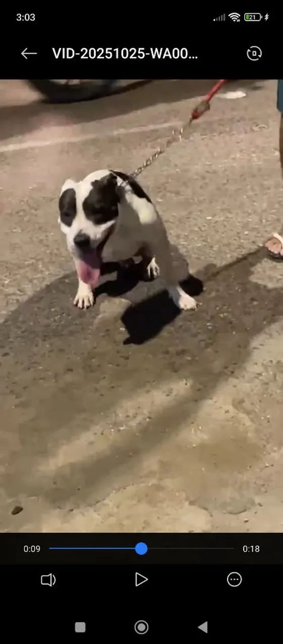 Filhotes de Pitbull terrier com Pit monster  - Foto 2