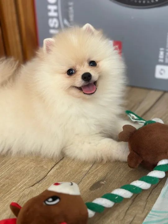 Filhote spitz alemão fêmea 