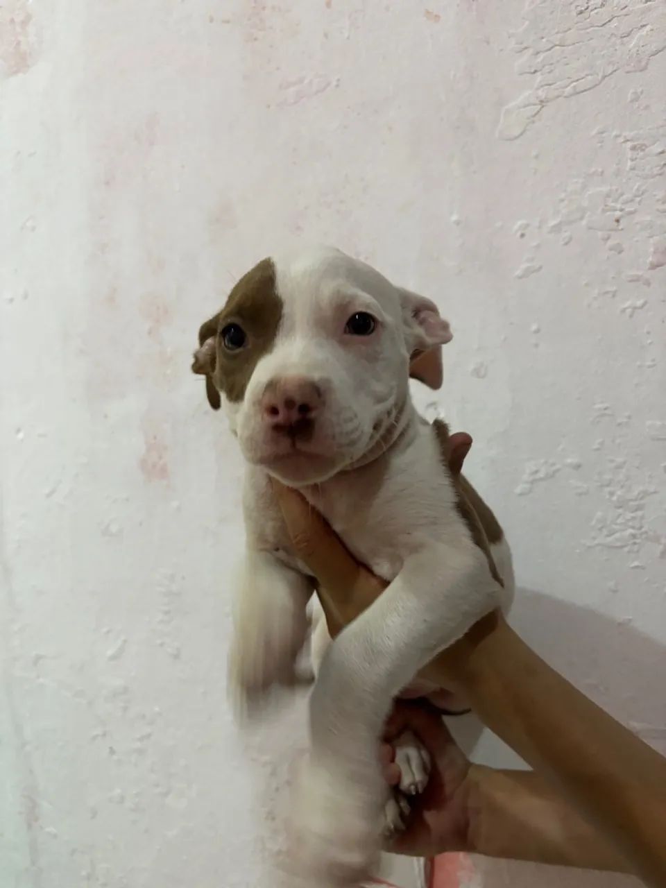 Filhote Pitbull - Foto 2