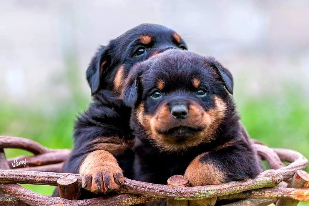 Filhotes de Rottweiler - Canil Hause Romarth - Foto 3