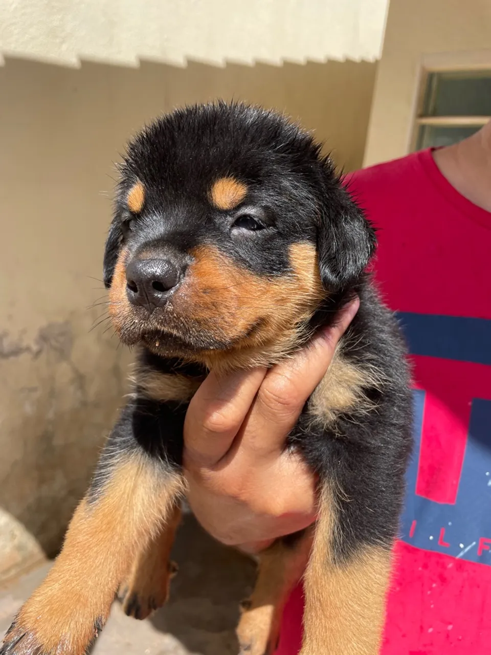 Filhotes de Rottweiler Puro