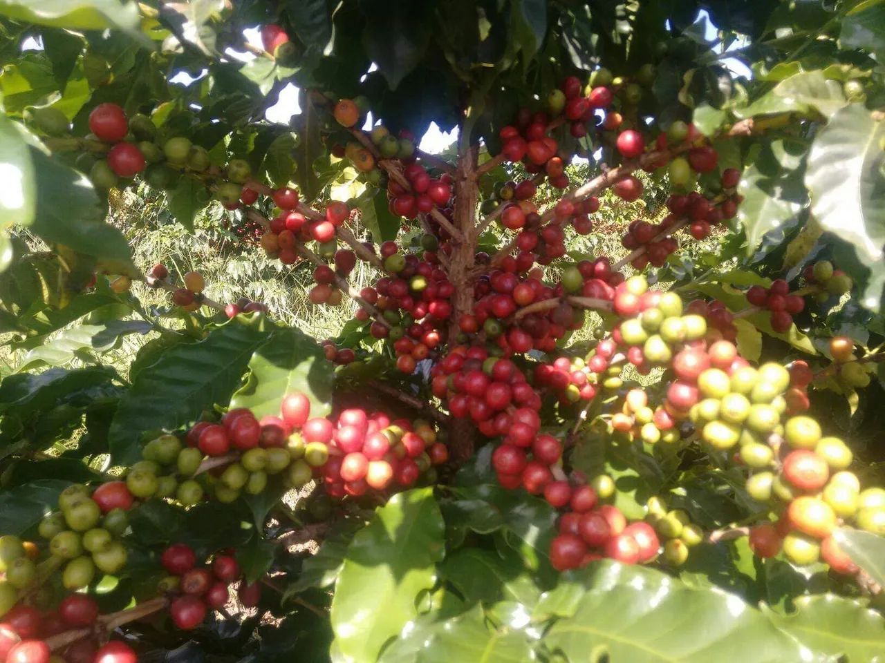 FAZENDA PRODUTORA DE CAFE, COM 15 HECTARES!!
