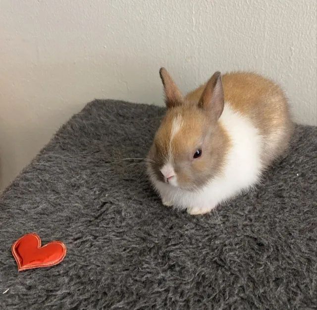 coelho anao - Foto 4