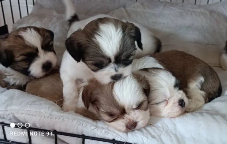Seu novo melhor amigo está aqui: Shih Tzu filhote disponível!