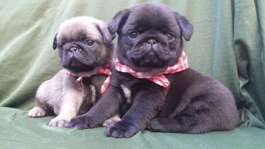 Pug machinho na cor black - Macho e/ou fêmea disponível - vacinado, com garantia total 