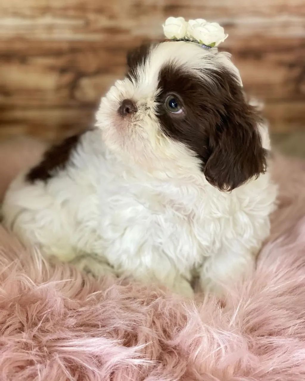 Filhote Shih Tzu macho e fêmea minis - Foto 2