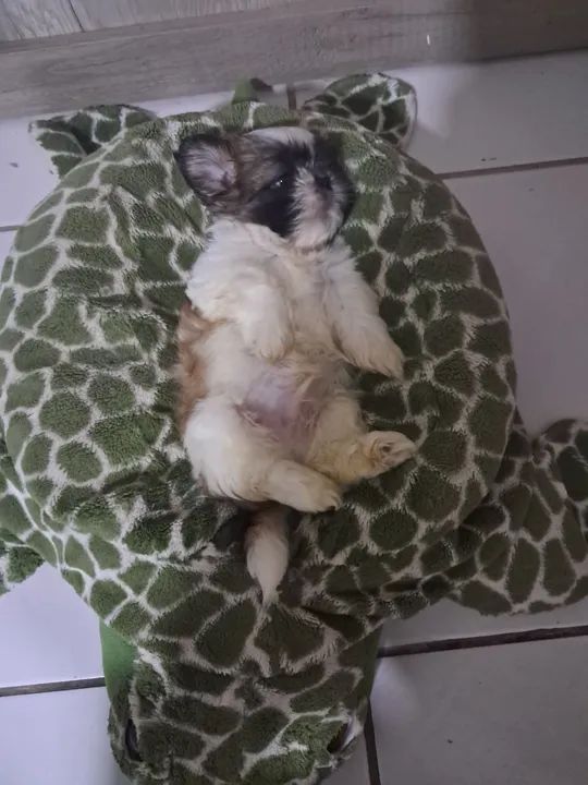 Shih tzu Mini macho - Foto 3