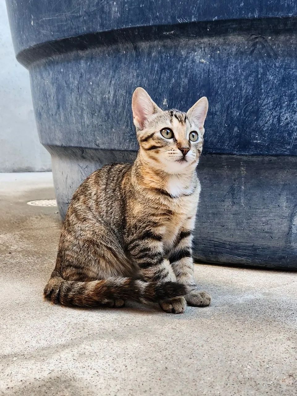Gata filhote para adoção responsável  - Foto 4