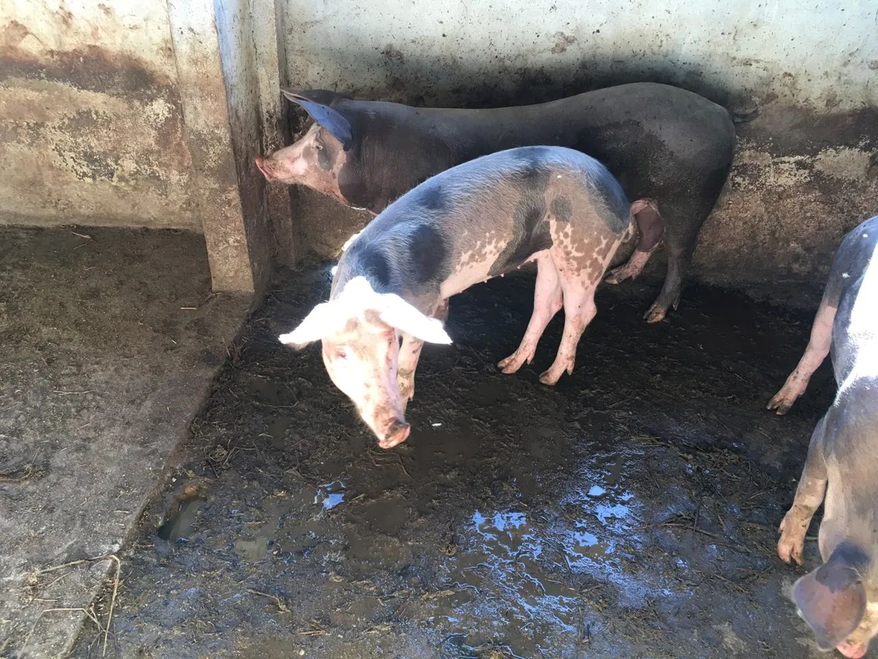 Porcos para venda - Foto 4