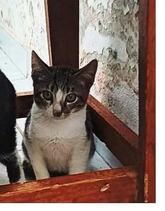 Filhotes de gatos disponíveis para adoção responsável