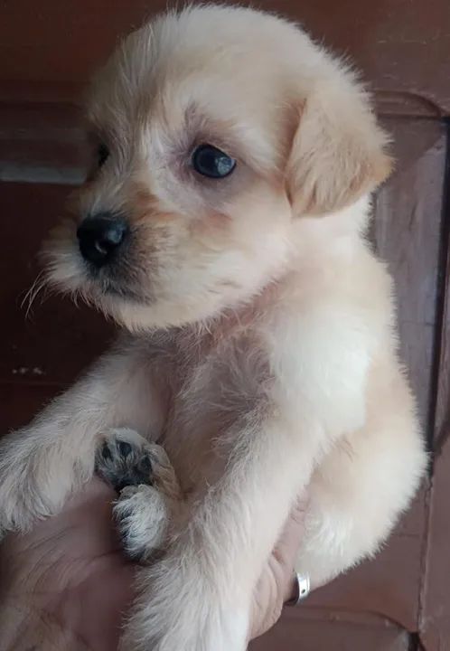 Filhote de poodle - Foto 4