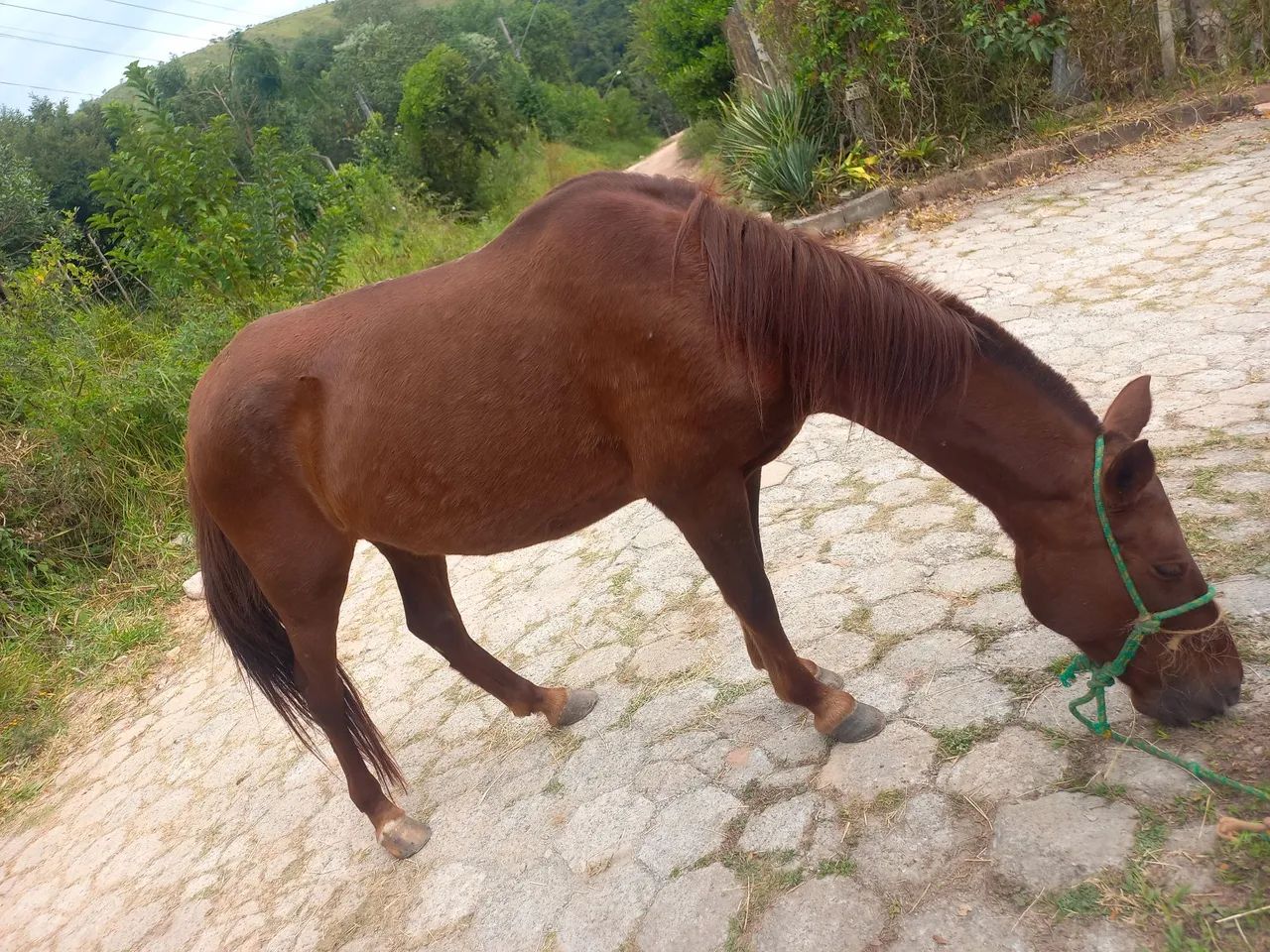 Égua de 7 anos  - Foto 3