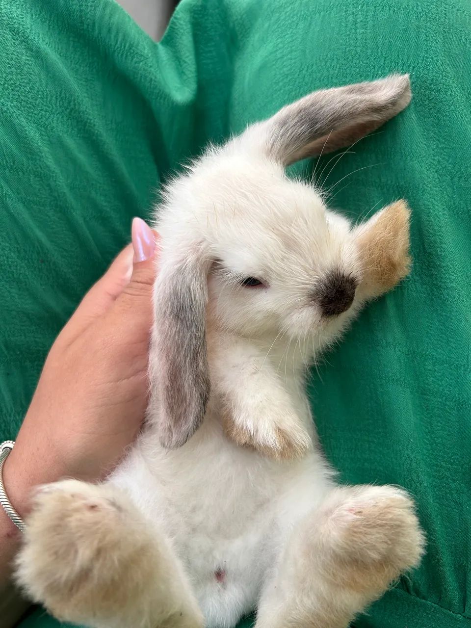 ? Coelhos Mini Lop (Orelha Caída Mini) ? - Foto 5