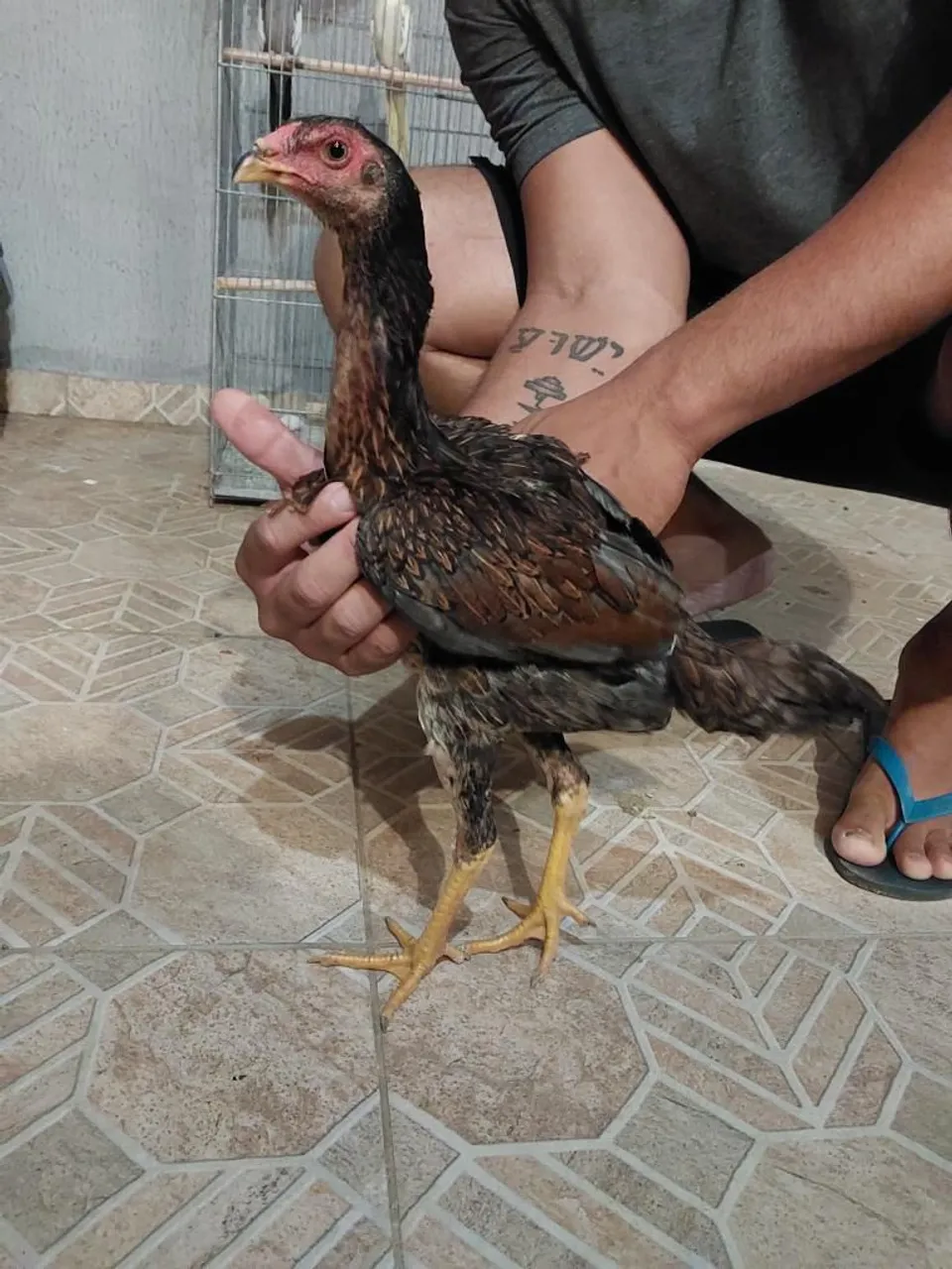 3 Galinhas raça Malaio