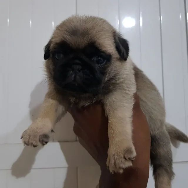 lindo filhote de pug, com documentação - Foto 2