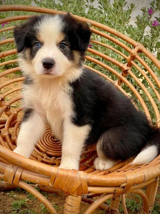 Filhote Border Collie lindo e dócil - Foto 5