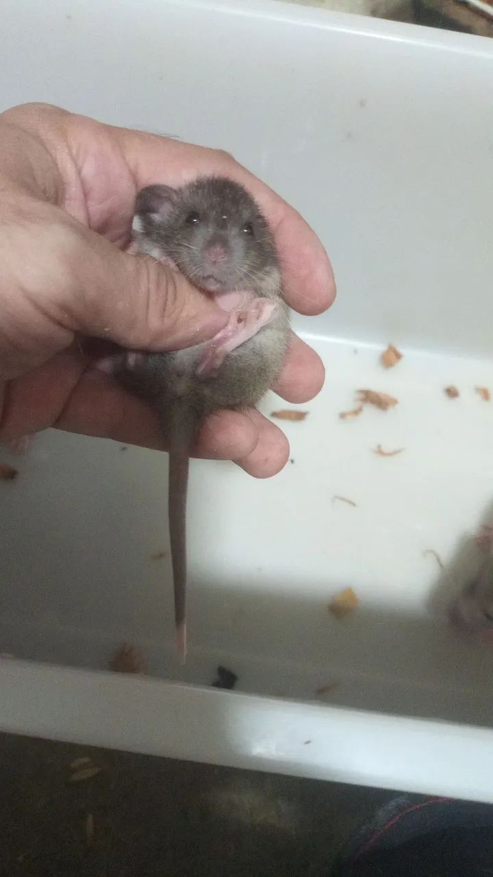 <br>Procurando um pet inteligente,sociável e super carinhoso ? - Foto 6