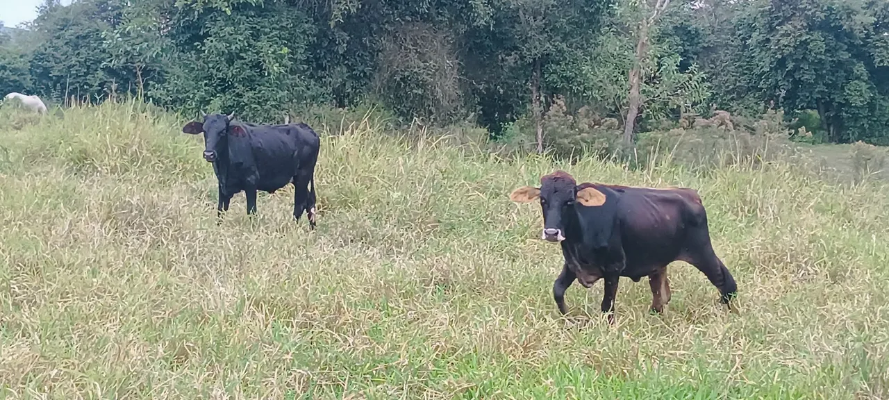 Duas novilhas mestiças