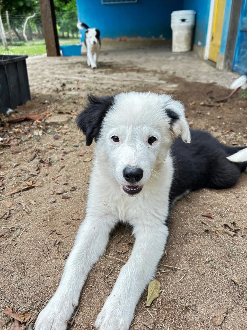 Filhotes Border Collie -  Adoráveis 