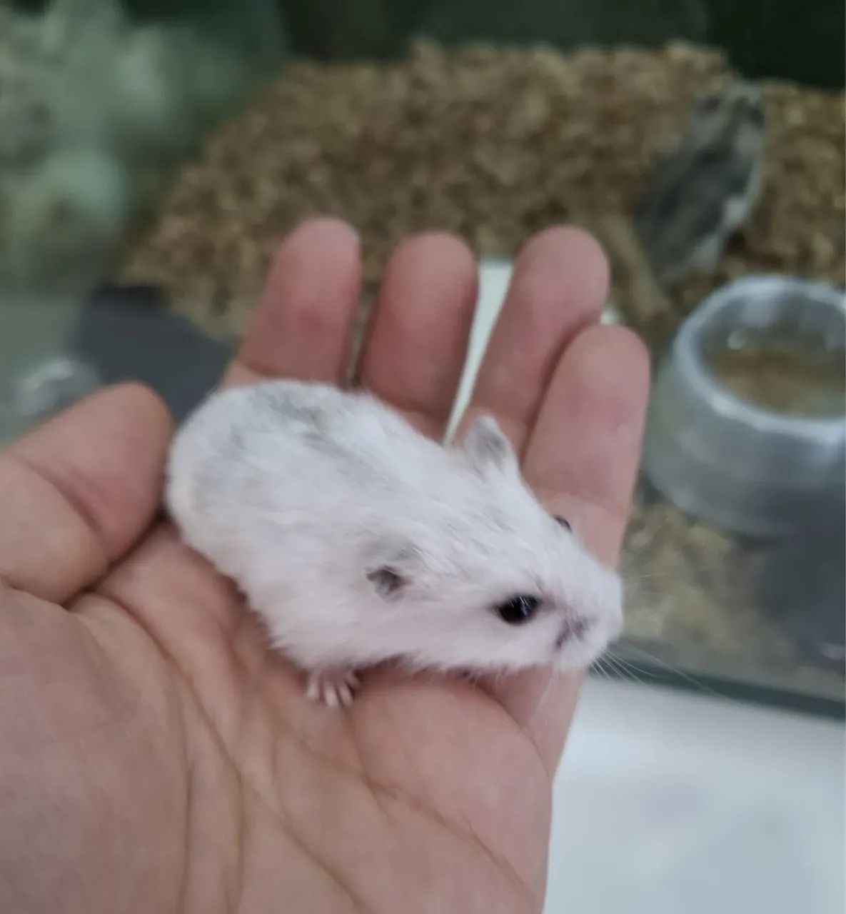Hamster anão russo - Foto 4