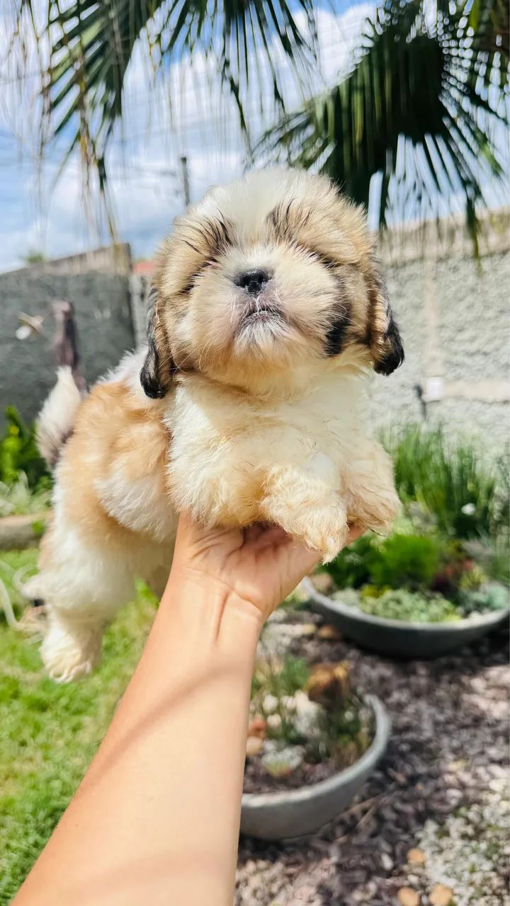 Filhotes Shih-tzu lindos e saudáveis - Foto 5