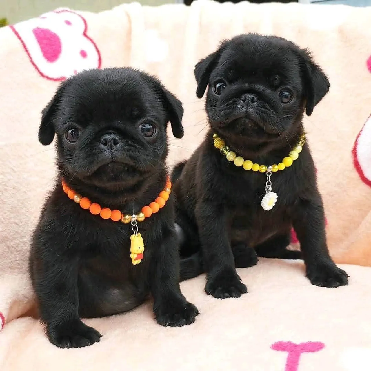 Filhotes de Pug Machos