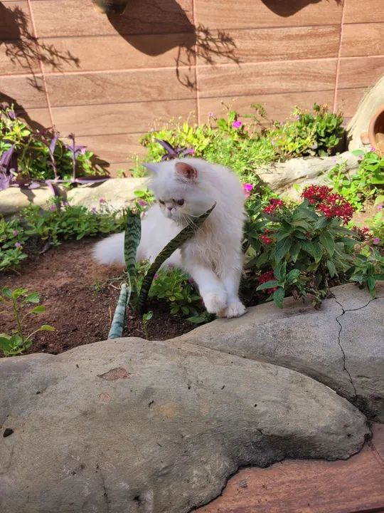Gato Persa Branco - Adorável e Carinhoso - Foto 2