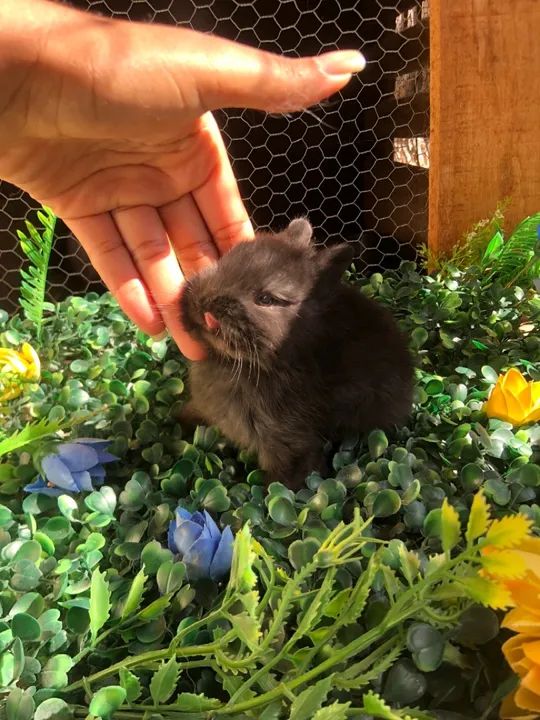 Filhote de coelho anão da raça netherland dwarf black - macho linhagem importada 