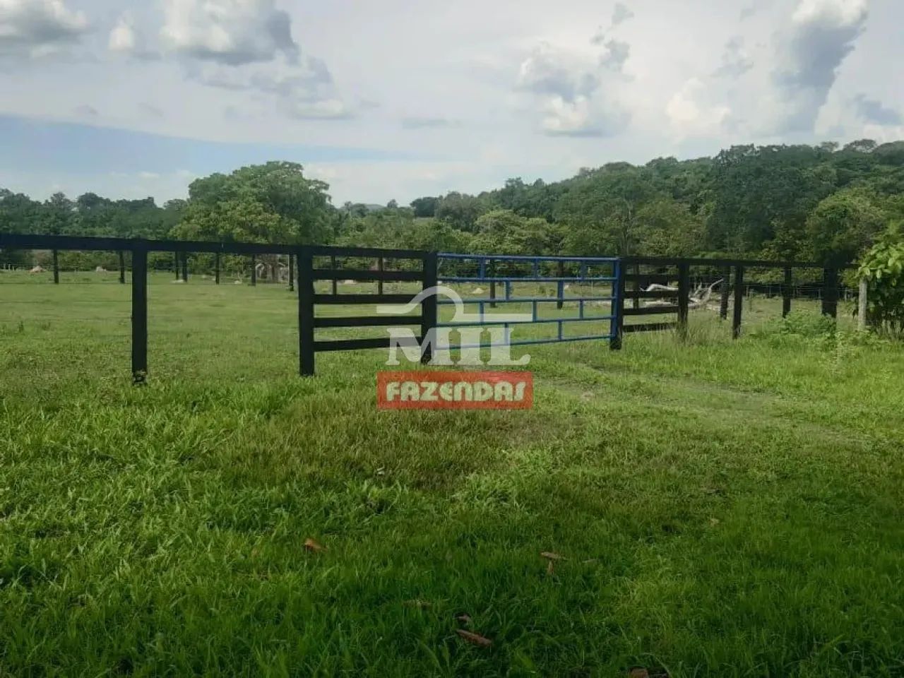 Fazenda 100 alqueires (484 hectares) Morzalandia -  GO - Foto 5