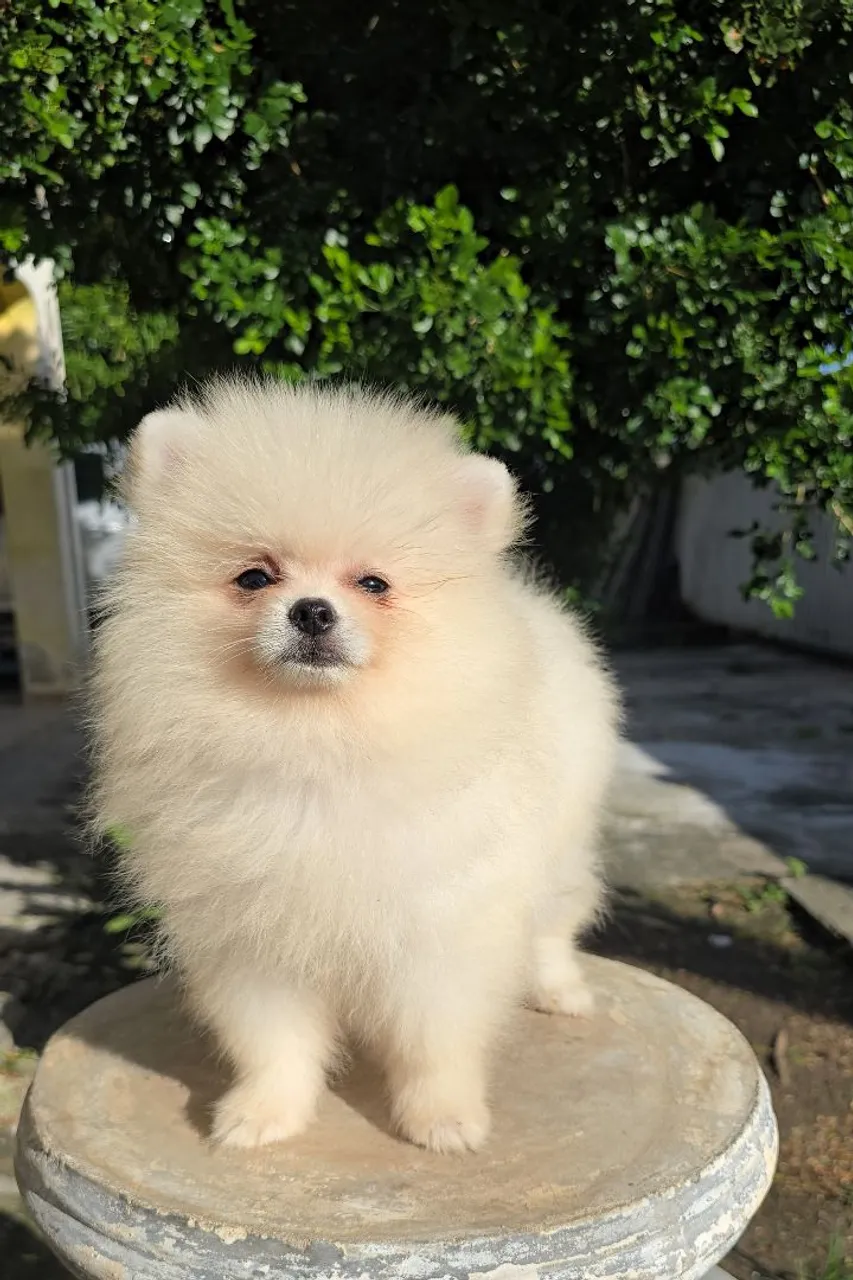 Filhote de Spitz Alemão / Lulu da Pomerânia